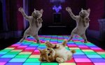 catsdance.jpg