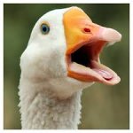 Goose-honking.jpg