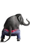 elephantpants.jpg