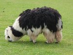 250px-Unshorn_alpaca_grazing.jpg