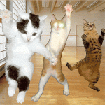 cat.gif