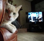 ted-watching-tv-2-7-11-285x266.jpg