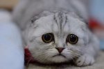 cat-sad-601x400.jpg