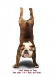 bulldogyoga.jpg