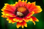 indian_blanket_flower_with_honey_bee_18485.jpg