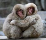 cute-animal-hugging-pictures-020.jpg