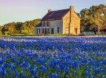 tx bluebonnets.jpg