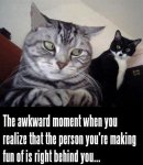 008-FUNNY-CAT-MEME.jpg