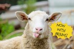 Funny-Sheep-Facts.jpg