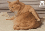 113061449_popa_kot.gif