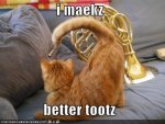 funny-pictures-orange-kitten-better-toots.jpg