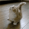 playful_cat.gif