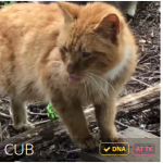 cub.PNG