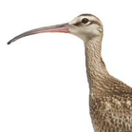 Whimbrel