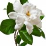 Gardenias