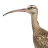 Whimbrel