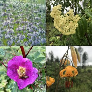 Wildflowers in the Woods of North Eastern WA