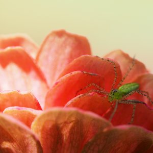 young lynx spider in the zinnia she calls home