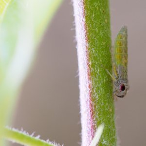 leafhopper nymph