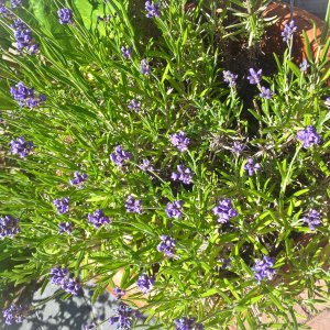 Lavender in full bloom