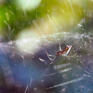 we call these "jelly-bean" spiders ((not their proper name))