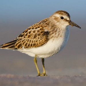 sand piper.jpg