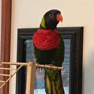 Rainey Lorikeet.jpg