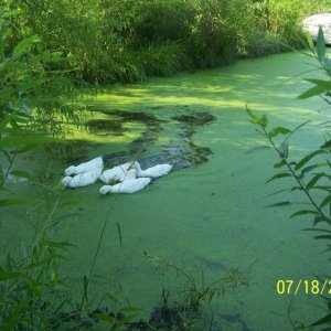 Ducks on the pond.jpg