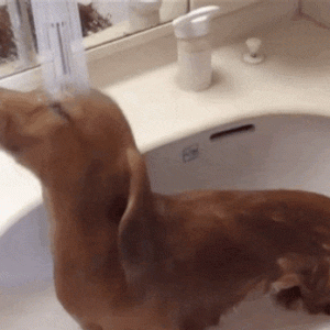 Dachshund loving her morning shower before going to work