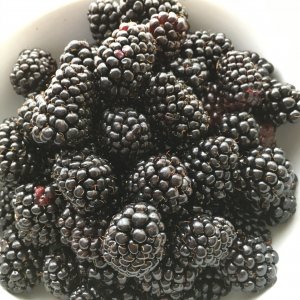 Blackberries