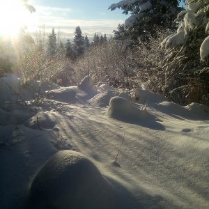 snow south yard.jpg