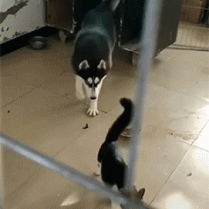 CAT VS DOG