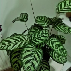 My prayer plant.