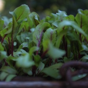 Potted beetroot