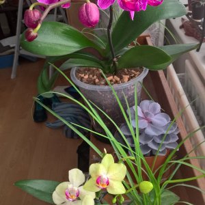 My Orchids.