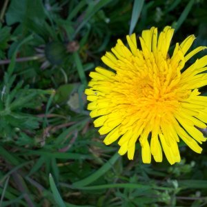 Wild dandelion