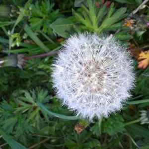 Dandelion in seed.