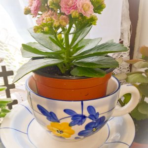 kalanchoe