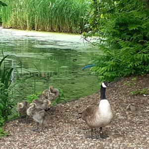 Southwark park.