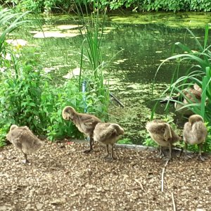 Southwark park.