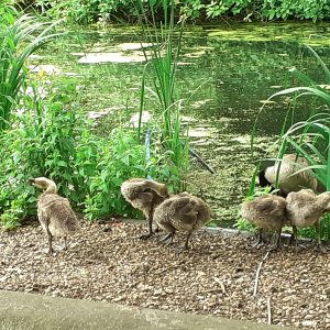 Southwark park.