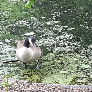 Southwark park.