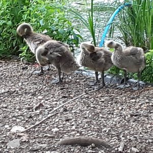 Southwark park.