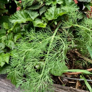 Blackberries and dill