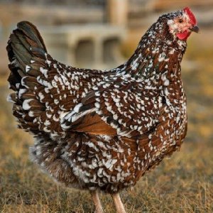 Speckled-Sussex_Pullet.jpg 1.jpg