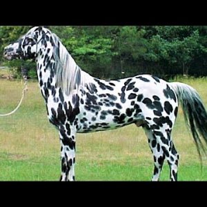 10 Beautifully Colored Rare Horse Breeds