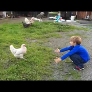 Never let me go - Part 1 of chicken hugs