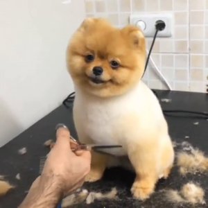 doghaircut.mp4