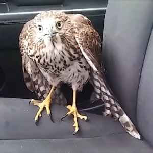 Hawk hides from Hurricane Harvey in taxi, refuses to leave