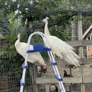 White peafowl